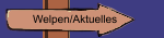 Welpen/Aktuelles